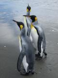 penguins